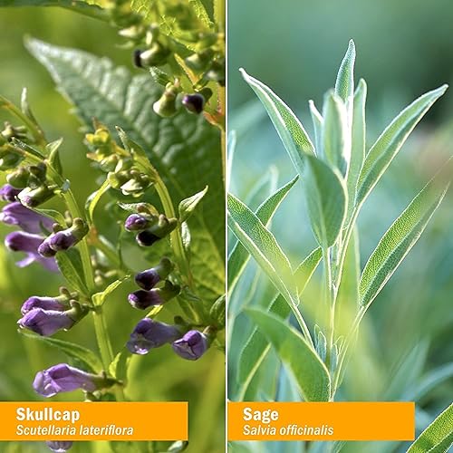 Miniatura 6 de Herb Pharm Fórmula de hierbas líquida para cerebro y memoria con ginkgo para memoria y concentración 4 onzas líquidas