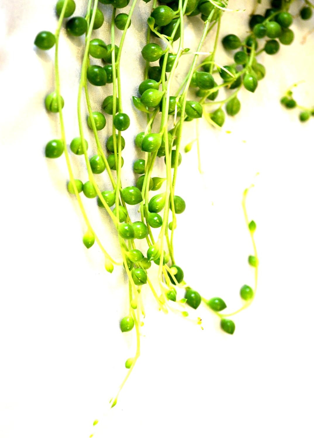 9Greenbox - String of Pearls, Senecio rowleyanus - 4" Pot