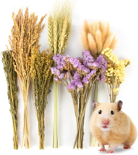 Amazon Pet Product B0D2WT1JY4 — Amazon product photo
