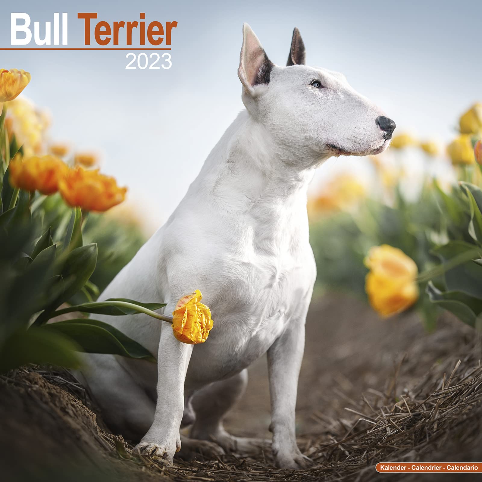 Bull Terrier Calendar English Bull Terrier Dog Breed Calendars
