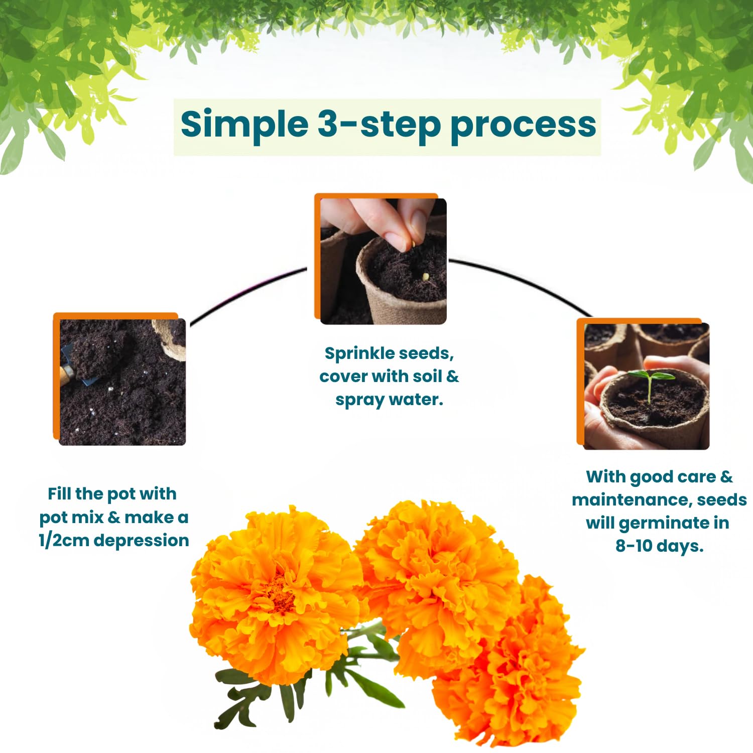 Pot and Bloom Marigold Grow Kit with Garden Essentials for Home Garden 1