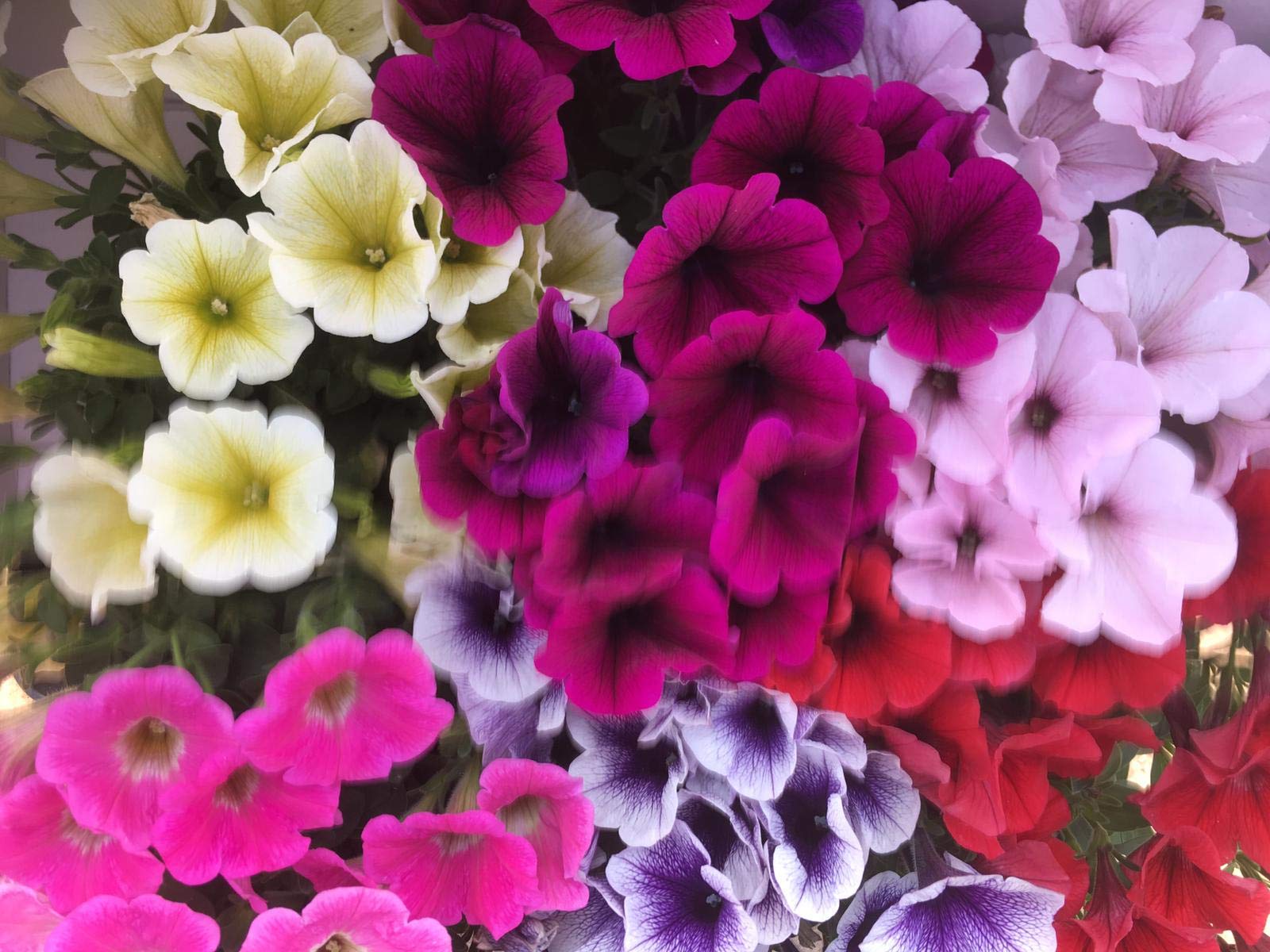 Petunia,Surfinia Pack 6 plantas 14 cm ø - Vipar Garden 11