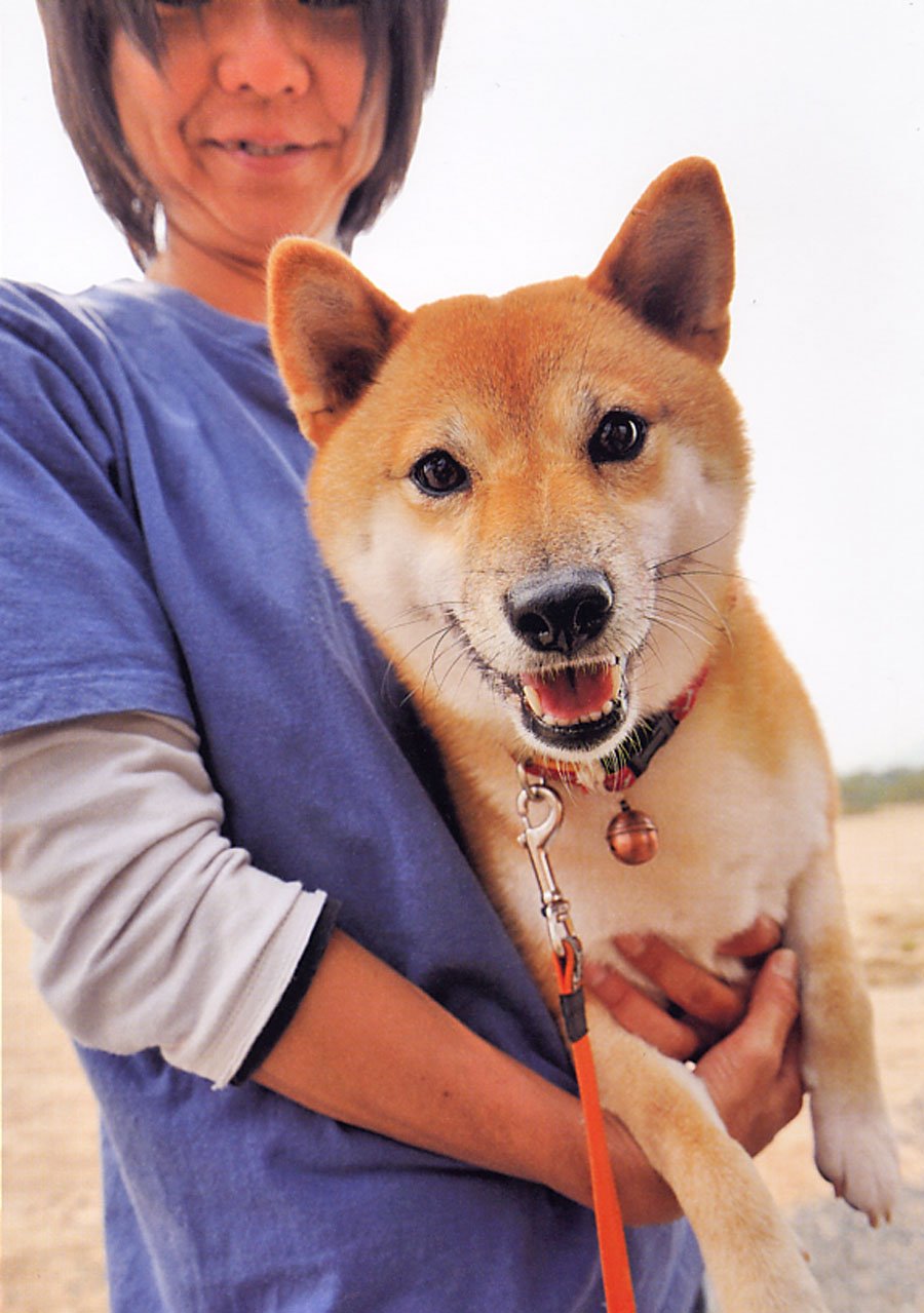 Amazon Co Jp 柴犬警察犬 二葉 久戸瀬 邦子 シーバ編集部 Japanese Books