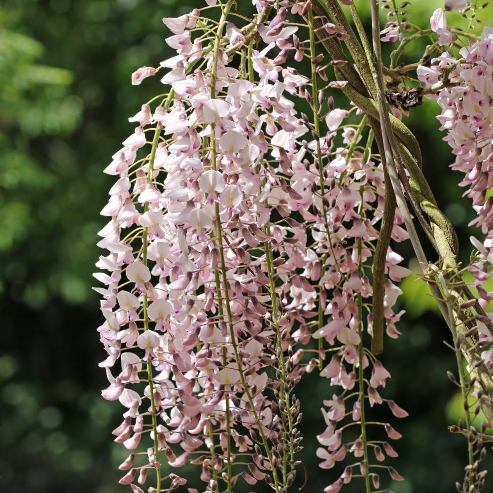 Wisteria floribunda 'Rosea' – Stunning Rose-Pink Cascading Blooms with Fragrant Flowers and Vigorous Growth for Elegant Garden Displays in 1x or 2X 5 Litre Pot by Thompson and Morgan