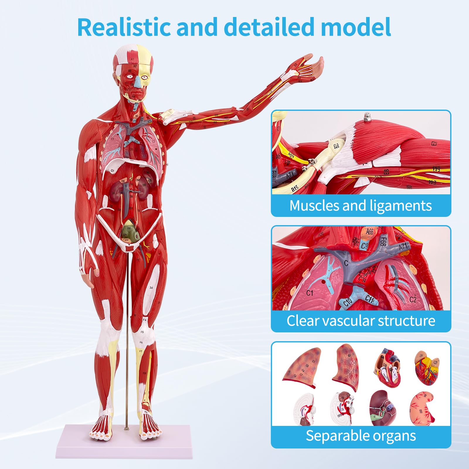 Modello di Figura Muscolare Umana Anatomica da 80 cm, Modello Anatomico Corpo Umano Con Organo Rimovibile, 27 Pezzi, Modello Muscolare Per Fisiologia Medica, Studio e Insegnamento