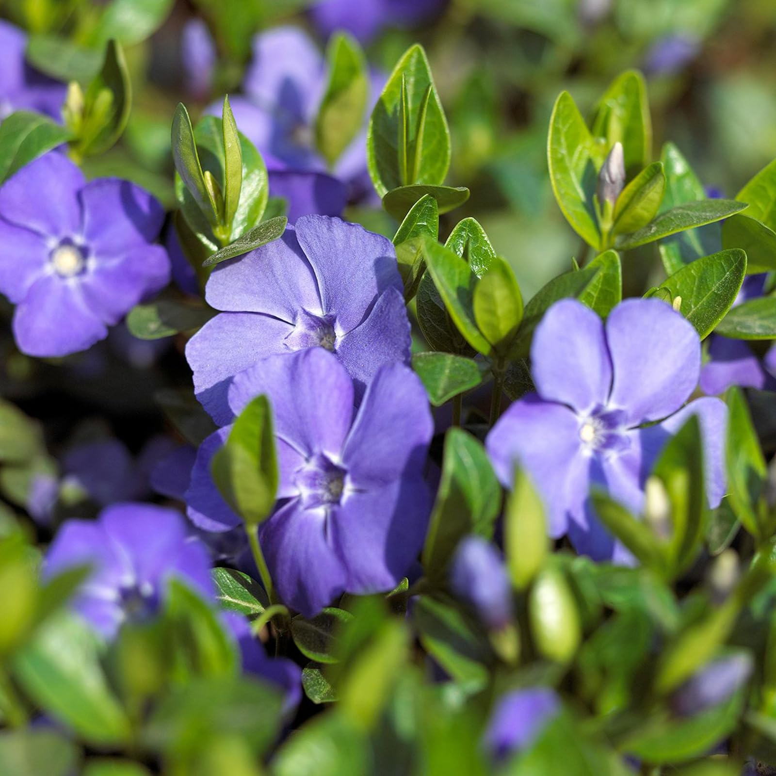 Carbeth Plants - 3 x Vinca Minor Bowles in 9cm Pots - Blue Periwinkle Flowers - Ready to Plant