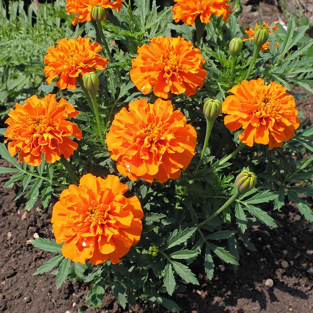 Marigold French Orange Boy Seeds – Neat, Compact & Free Flowering – Half Hardy Annual – for Your Beautiful Garden