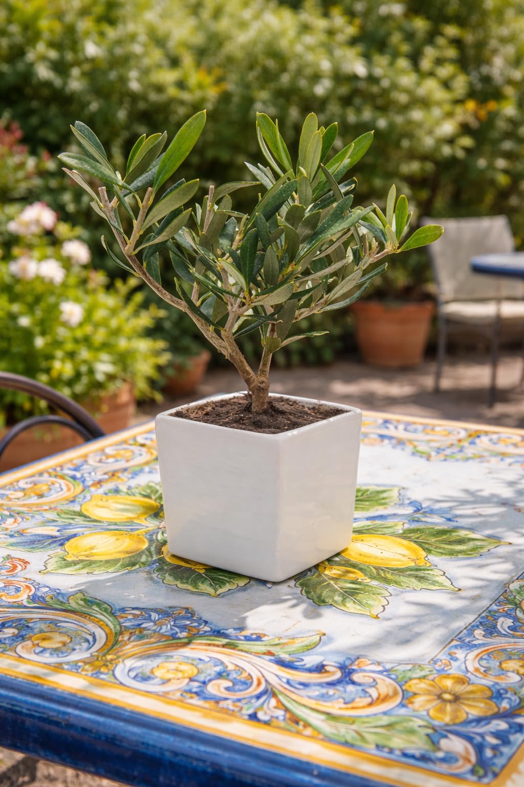 Sicilia Bedda - Bonsai Ulivo Olea Europaea in Vaso Quadrato in Ceramica Bianca - 8x8 cm - Altezza Totale 22 Centimetri Circa