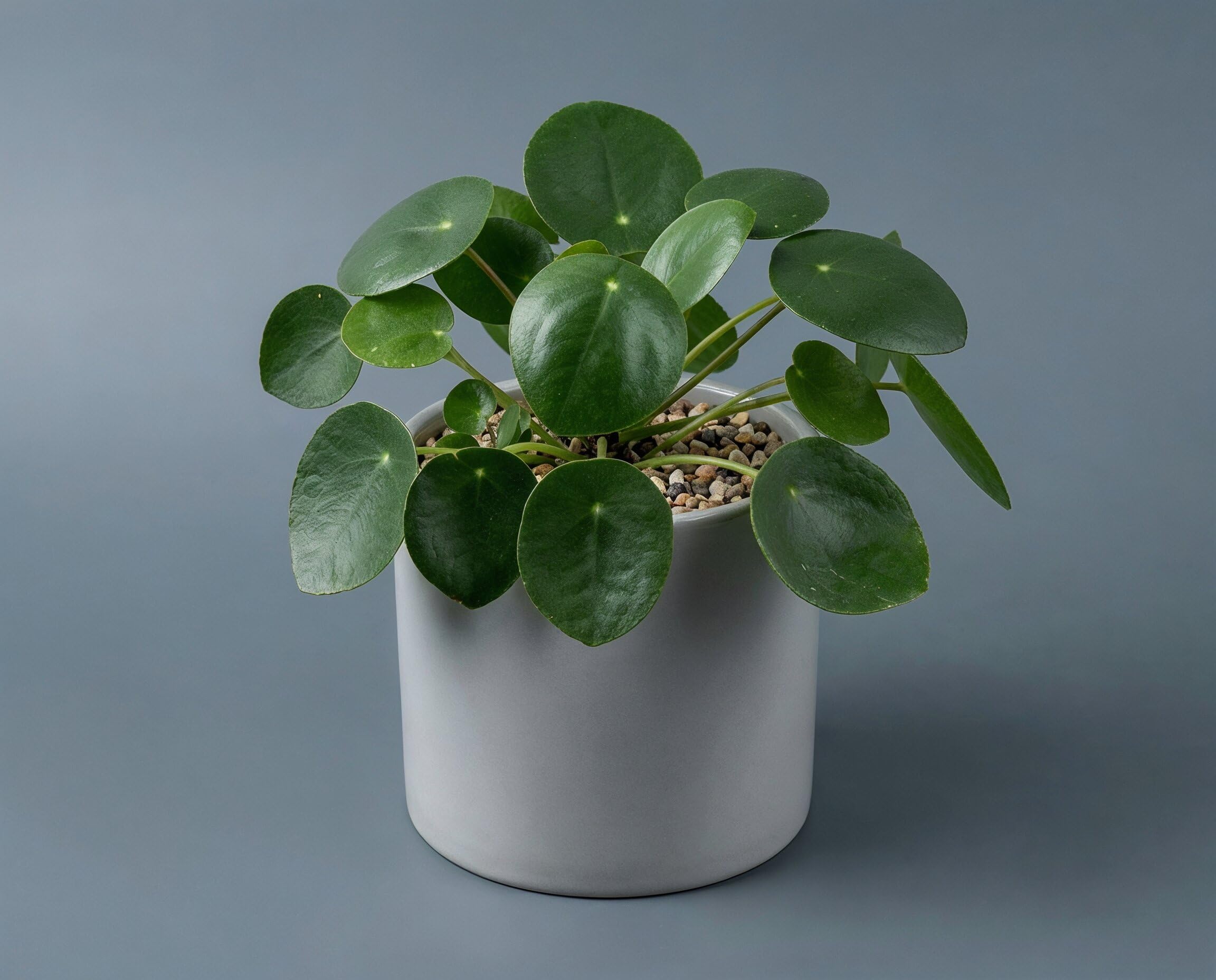 Pilea Peperomioides