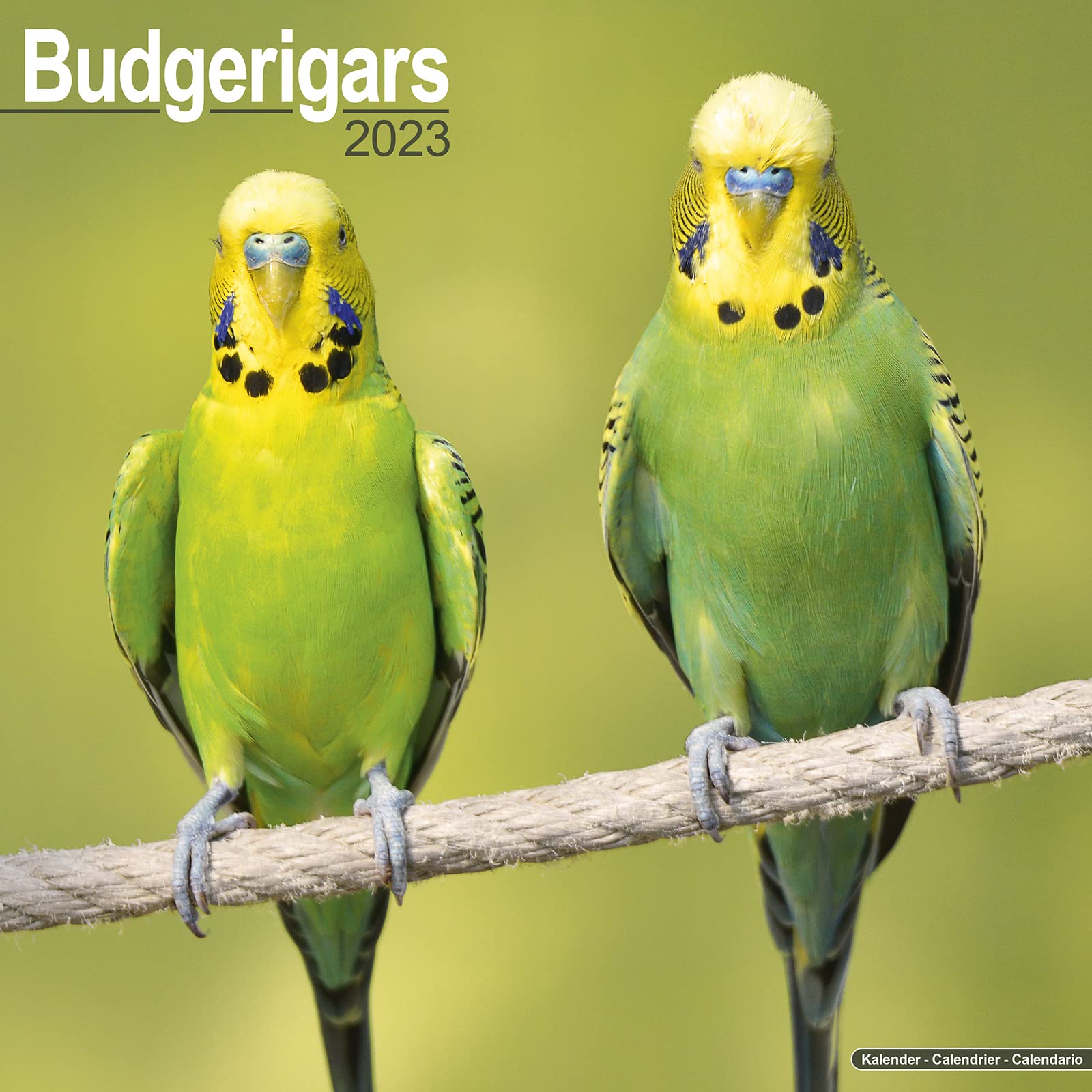 Amazon Budgerigar 2023 Wall Calendar Avonside Publishing Ltd 輸入版カレンダー