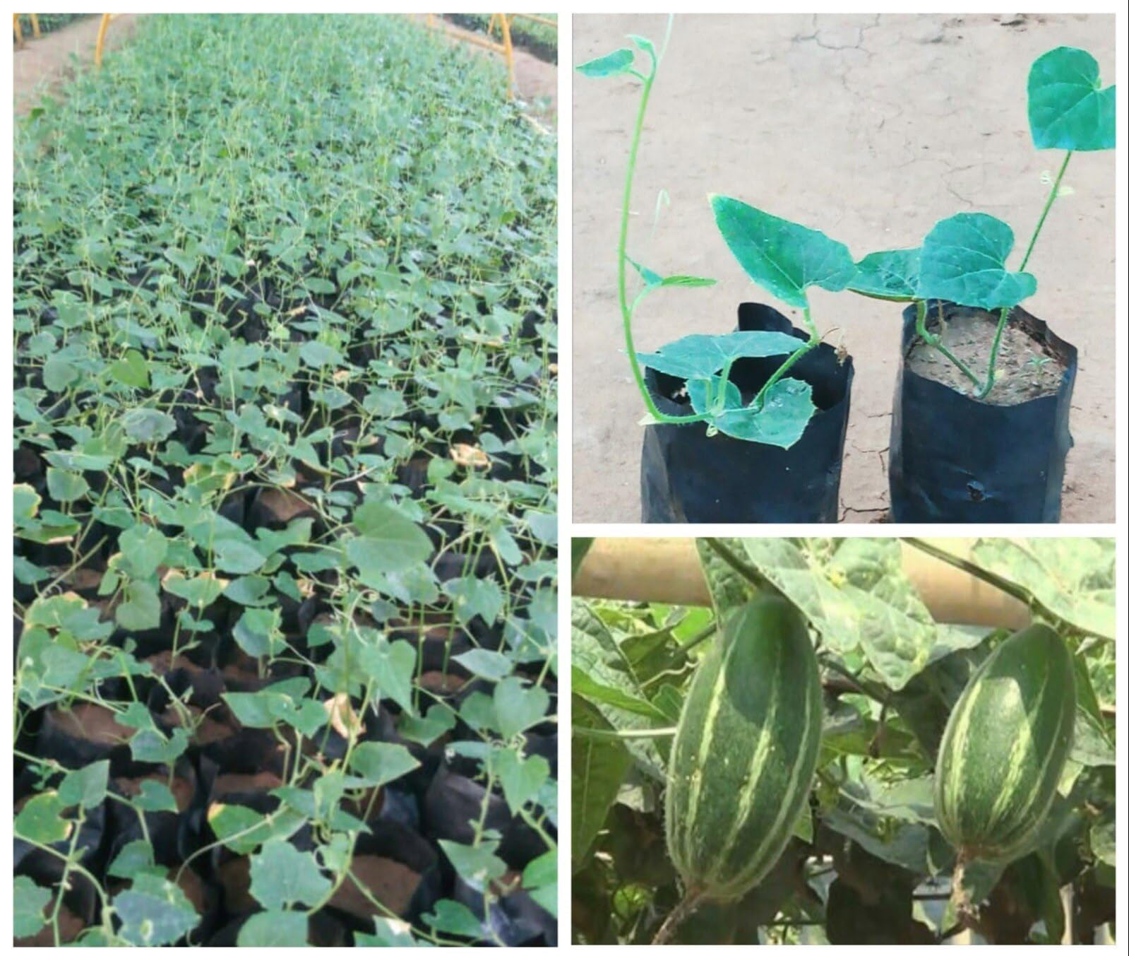 Parwal Plant Root for Kitchen Garden || Plant Root for parwal for Kitchen Garden Pack of 1 (B0CK6NPX6P) Amazon Price History, Amazon Price Tracker