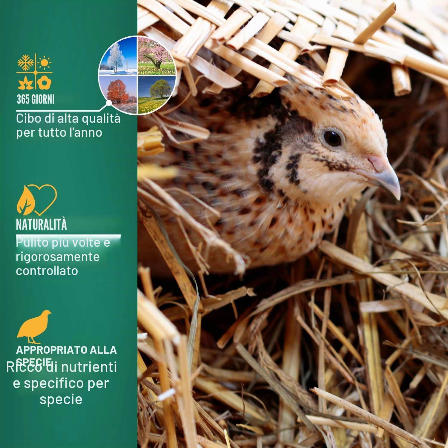 Agrarzone PREMIUM Mangime per quaglie ovaiole 25 Kg - Qualità Austriaca, ingredienti naturali, OGM-free - Per una deposizione ottimale delle quaglie ovaiole