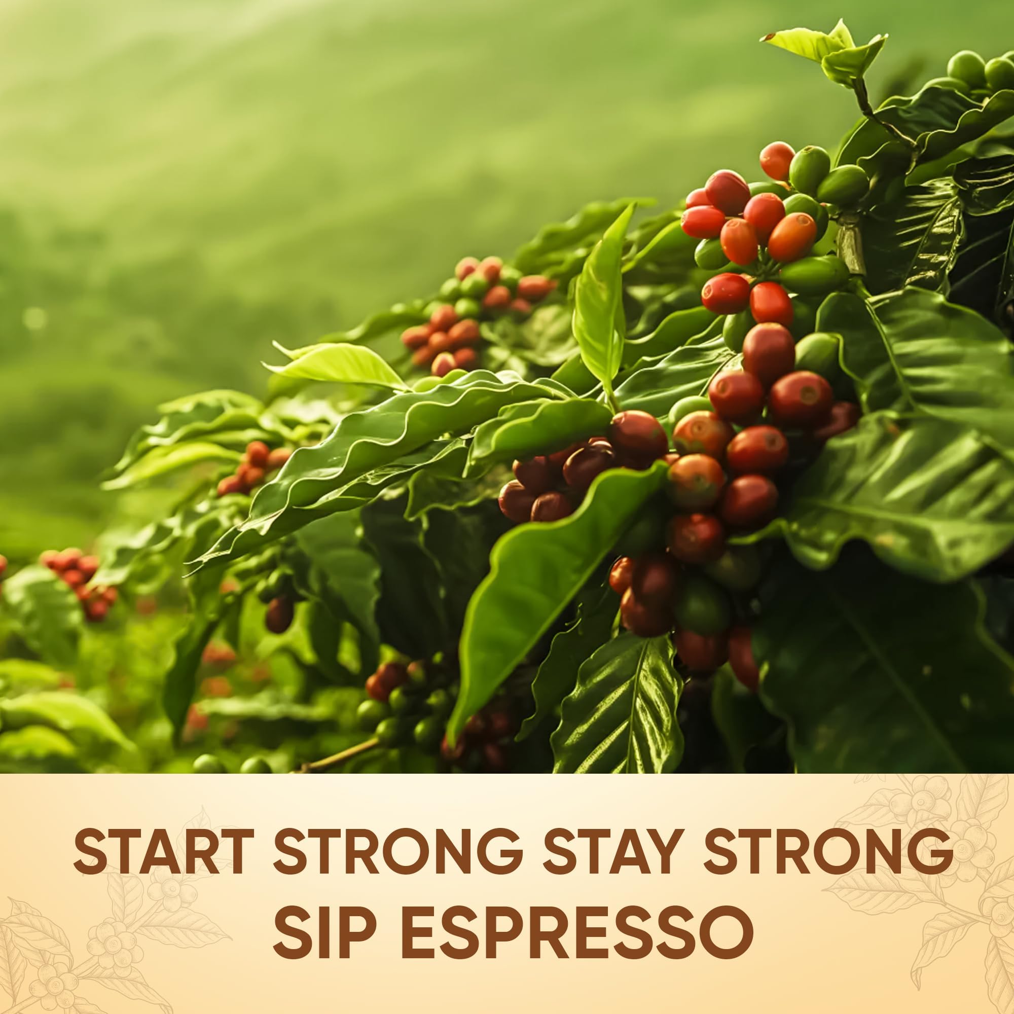Bayar's Caffe Espresso Original Coffee, 80% Arabica, 20% Robusta, 250g 1