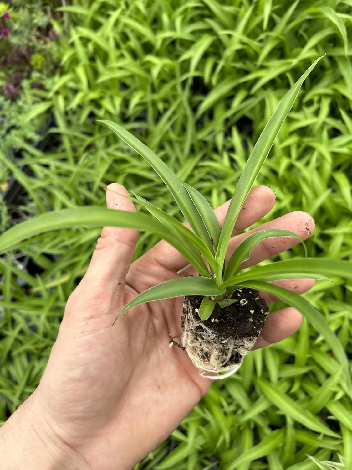 Amazon.com : Live Green Spider Plants - 2 Starter Plugs for Home & Office  Decor - Air Purifying Houseplants with White & Green Variegated Foliage -  Easy to Grow Indoor Outdoor Garden