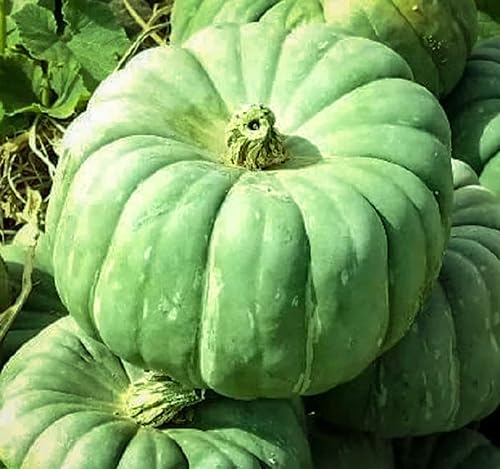 Semillas de calabaza de caballero de jade verde para plantar 10 semillas - Se envía desde Iowa Estados Unidos