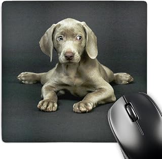 3dRose LLC 8 x 8 x 0.25 Inches Mouse Pad, Weimaraner Puppy (mp_1094_1)