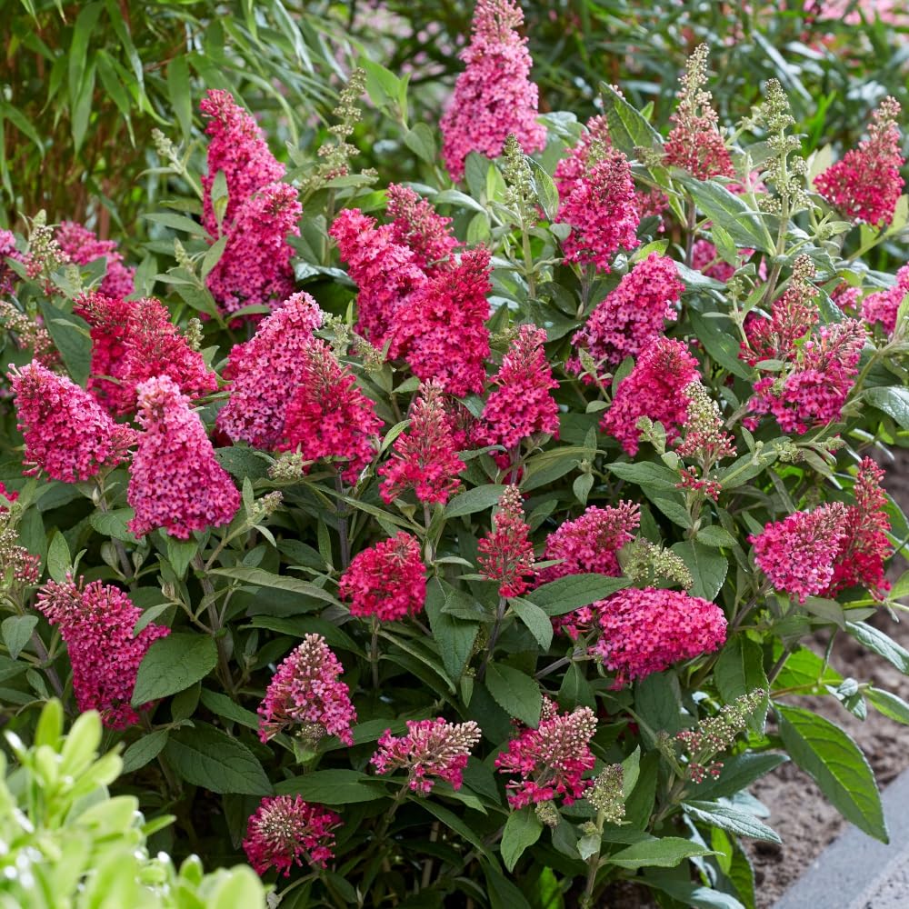 Buddleja Plants Buddleia davidii Dwarf Compact 'Butterfly Candy Little Ruby’ Hardy Shrub Butterfly Bush Red Blooms Easy to Grow Your Own Garden Flowers 1x 3 Litre Potted Plant by Thompson and Morgan