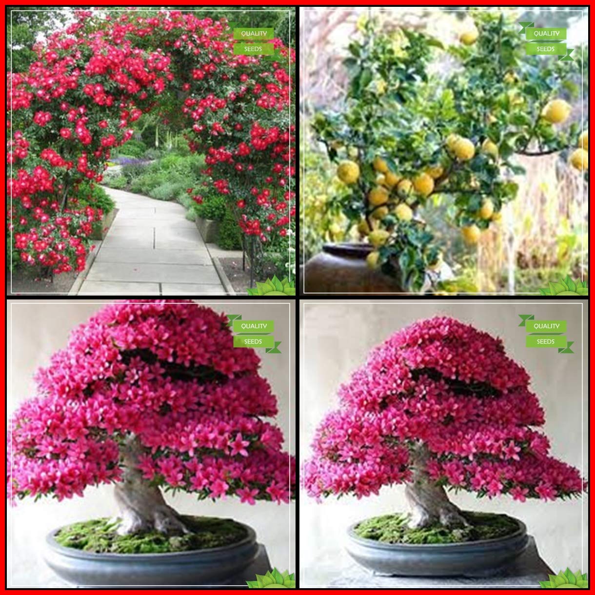Creative Farmer Seeds With Instruction Combo Flower Seeds : Climbing Rose, Lemon, Azalea, Sakurakaia Bonsai Suitable Tree Kitchen Garden Pack (B07HV23R7T) Amazon Price History, Amazon Price Tracker