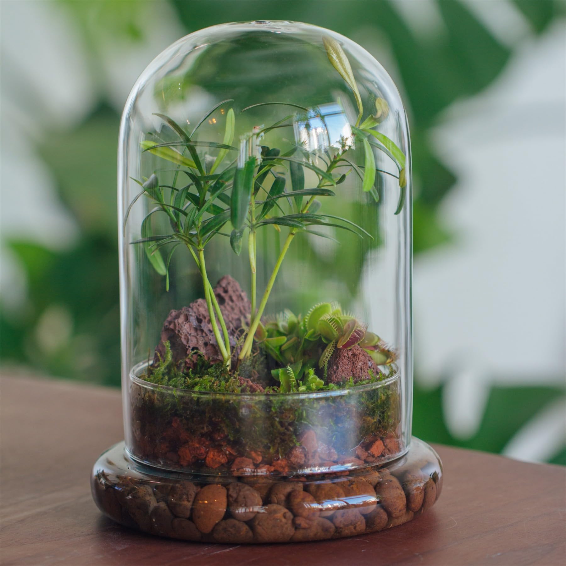 NCYP Dekorative klare Glaskuppel mit Luftloch, 15x21cm, Glasglocke mit Boden Heimtisch Display Glas Terrariumbehälter für Blumen Tafelaufsatz (Nur Glaskuppel)
