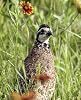 Hancock Seed Co. Quail Seed Mix, 50 lbs