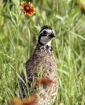 Hancock Seed Co. Quail Seed Mix, 50 lbs.