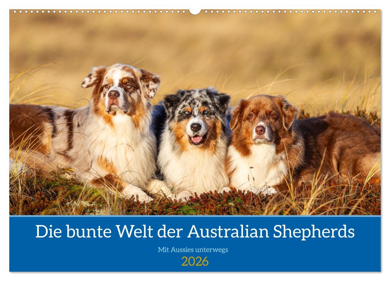 Mit Aussies unterwegs - Die bunte Welt der Australian Shepherds (Wandkalender 2026 DIN A2 quer), CALVENDO Monatskalender: Ein Kalender der bunten ... in Action und im Portrait (CALVENDO Tiere)