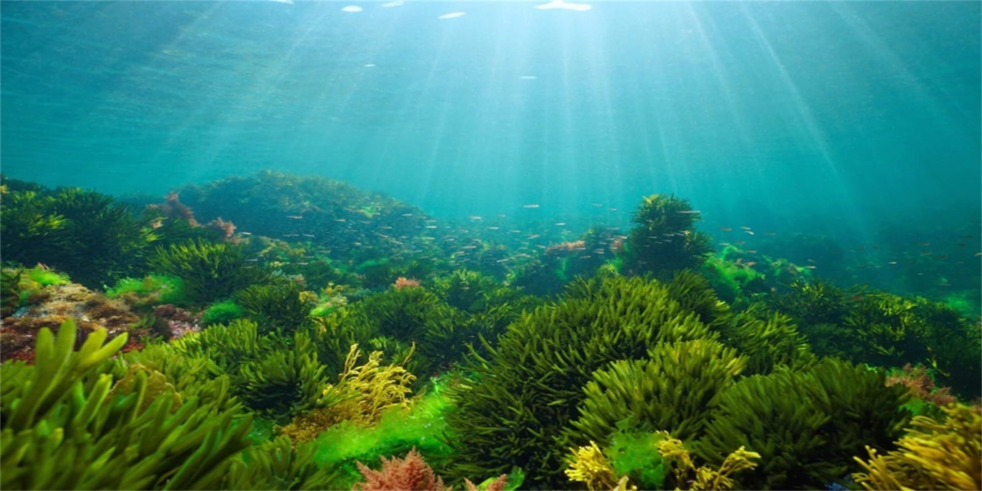 MIRRORANG 91x41cm Underwater World Fish Tank Poster Background Sun Through Ocean Coral Aquarium Background Decoration for Fish Tank — image 1