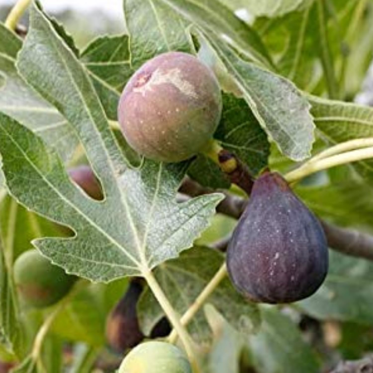 See full amazon price history chart for Hug A Plant | Israel Athi/Anjeer/Israel Fig Fruit Live Plant (Home & Garden) Hug A Plant | Israel Athi/Anjeer/Israel Fig Fruit Live Plant (Home & Garden) (B0CJTPZPKY) Amazon Price History, Amazon Price Tracker