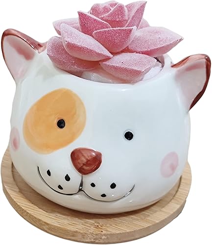 Miniatura 2 de Cuteforyou Macetas para suculentas, bonitas macetas de cerámica con forma de animal con bandeja de bambú, planta no incluida (perro)
