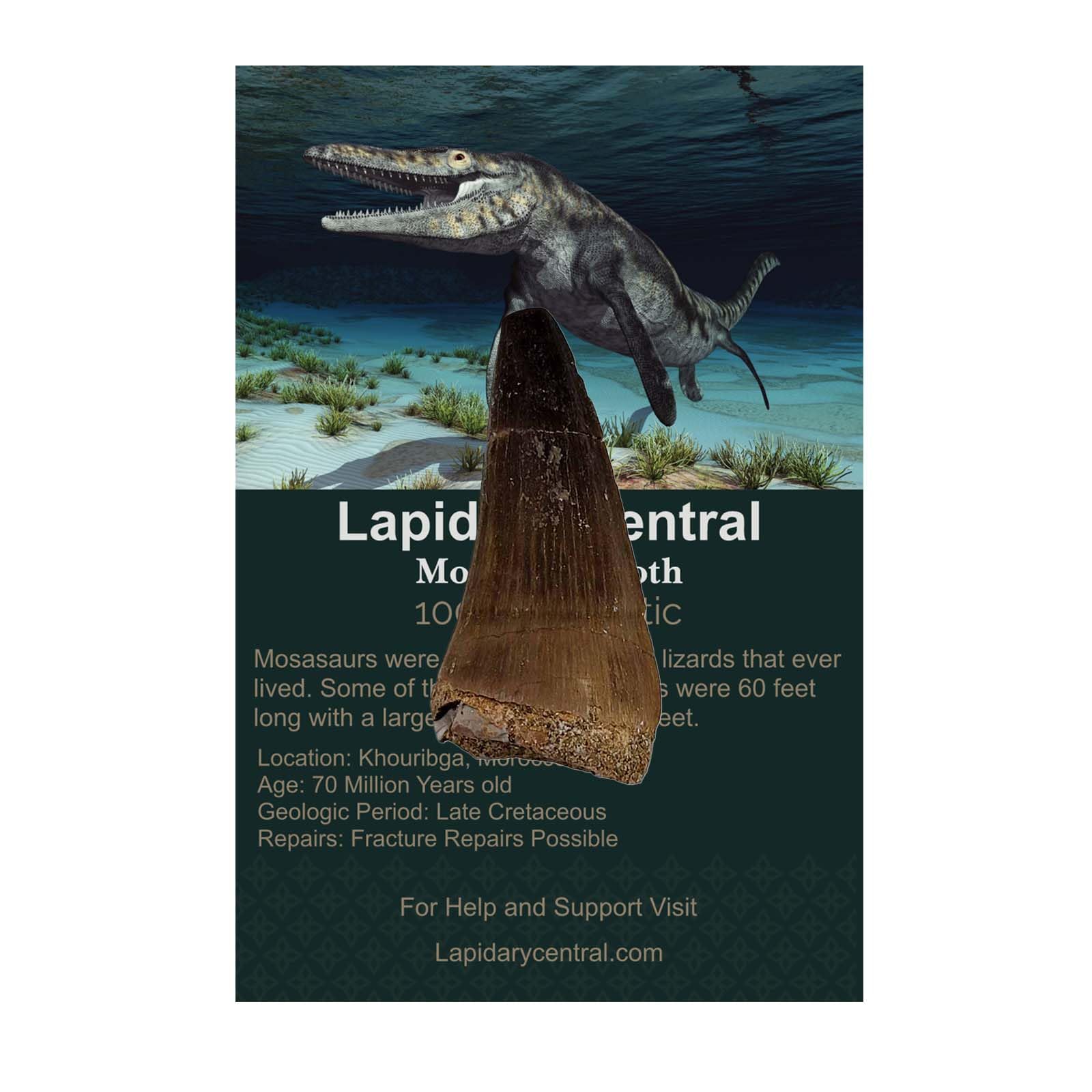 Authentic Fossil Mosasaur Tooth Display Specimen, Fossil Aquatic Dinosaur Teeth, 70 Million Years Old, Classroom School Science