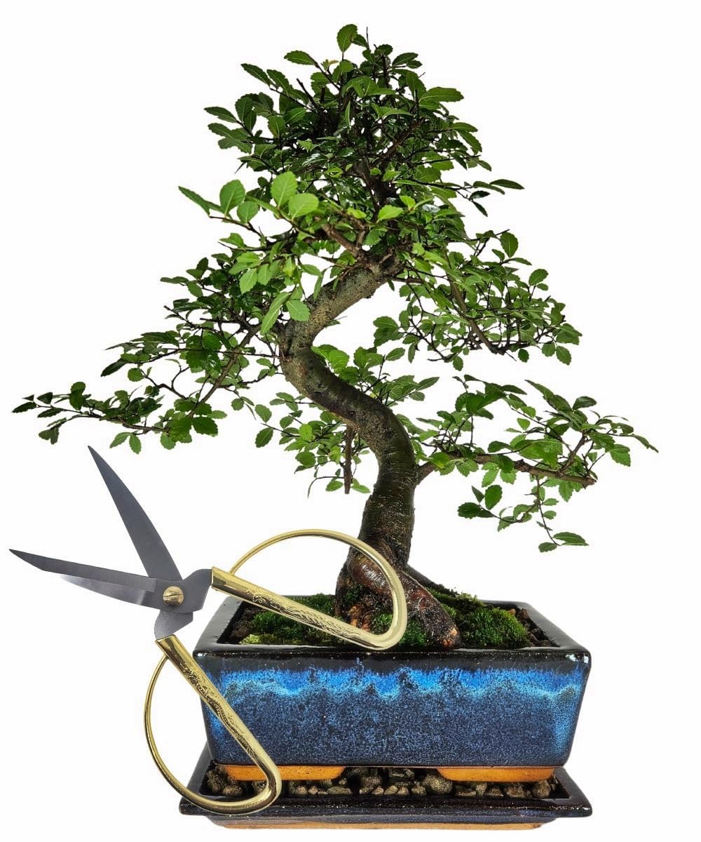 Bonsai-Starterset Chinesische Ulme – 3-teiliges Indoor-Komplettset mit Schere, Untersetzer – pflegeleichter Zimmerbonsai für Anfänger & Fortgeschrittene
