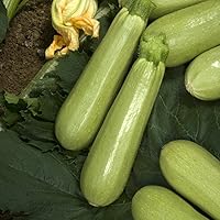 Vista 3 de Semillas Squash calabacines aspirant blanco vegetal Heirloom orgánico ruso Ucrania