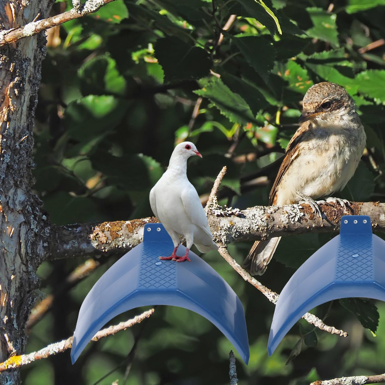 Alipis Posadero para Palomas De Plástico 30 Piezas Soportes De Descanso para Palomas con Orificio De Tornillo Base Redondeada Y Espacio para Jaulas De Pájaros Aves Y Loros