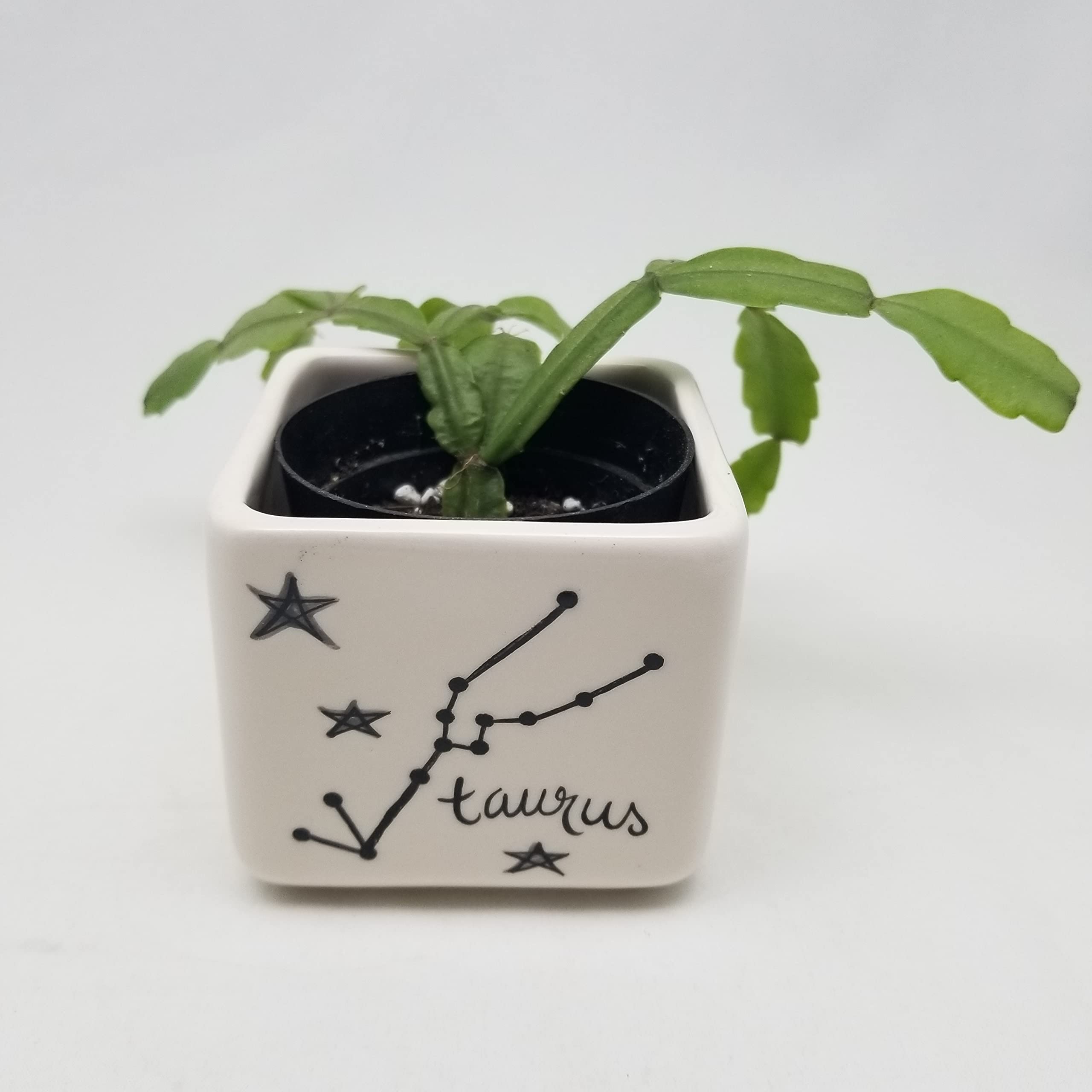 zodiac sign hand painted ceramic cube planter
