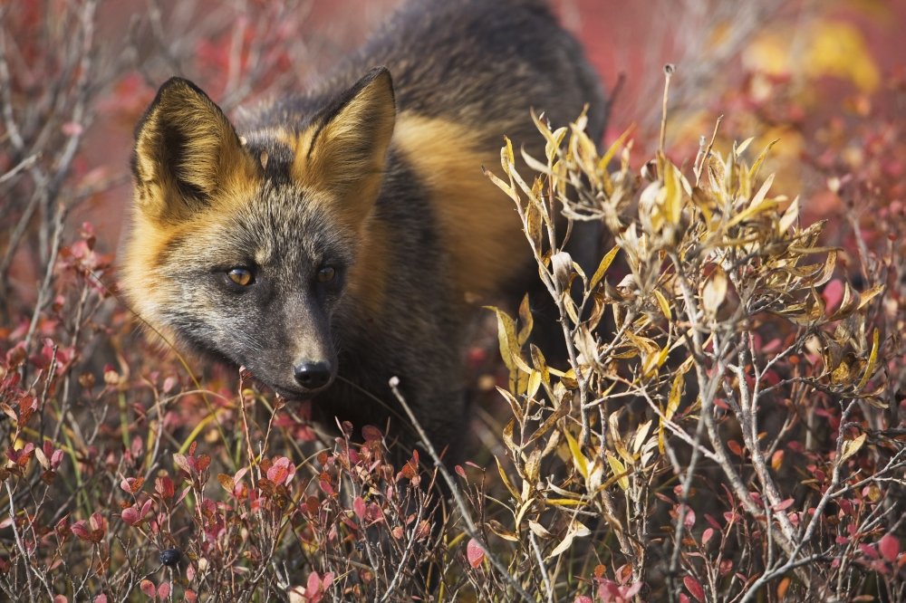 PosterazziClose Up Portrait Of A Cross Fox Peering Through Blueberry And Willow Shrubs In Denali National Park Alaska Interior Fall Poster Print, (17 x 11)