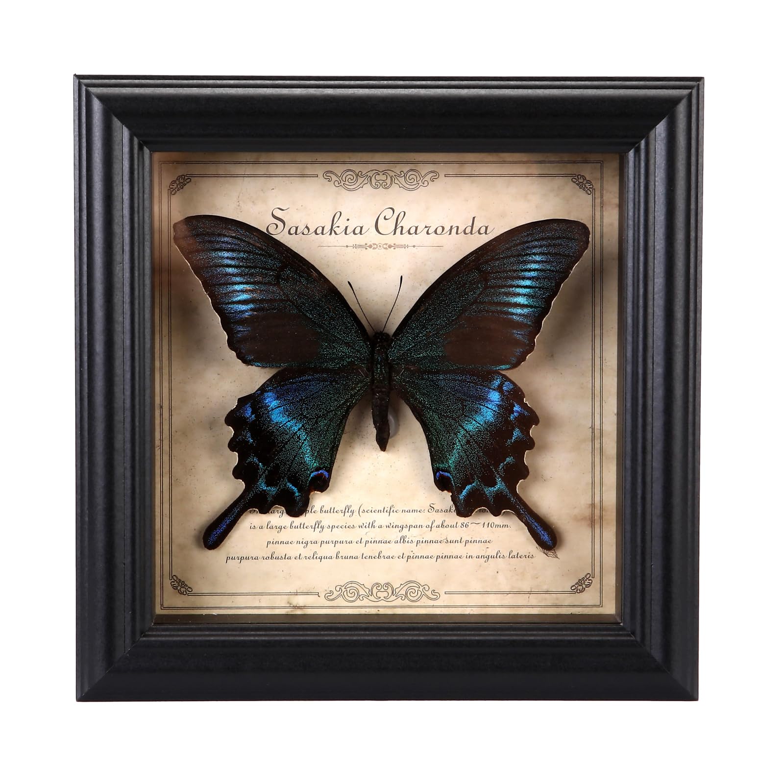 Papilio Maackii Ramka na zdjęcia Motyl