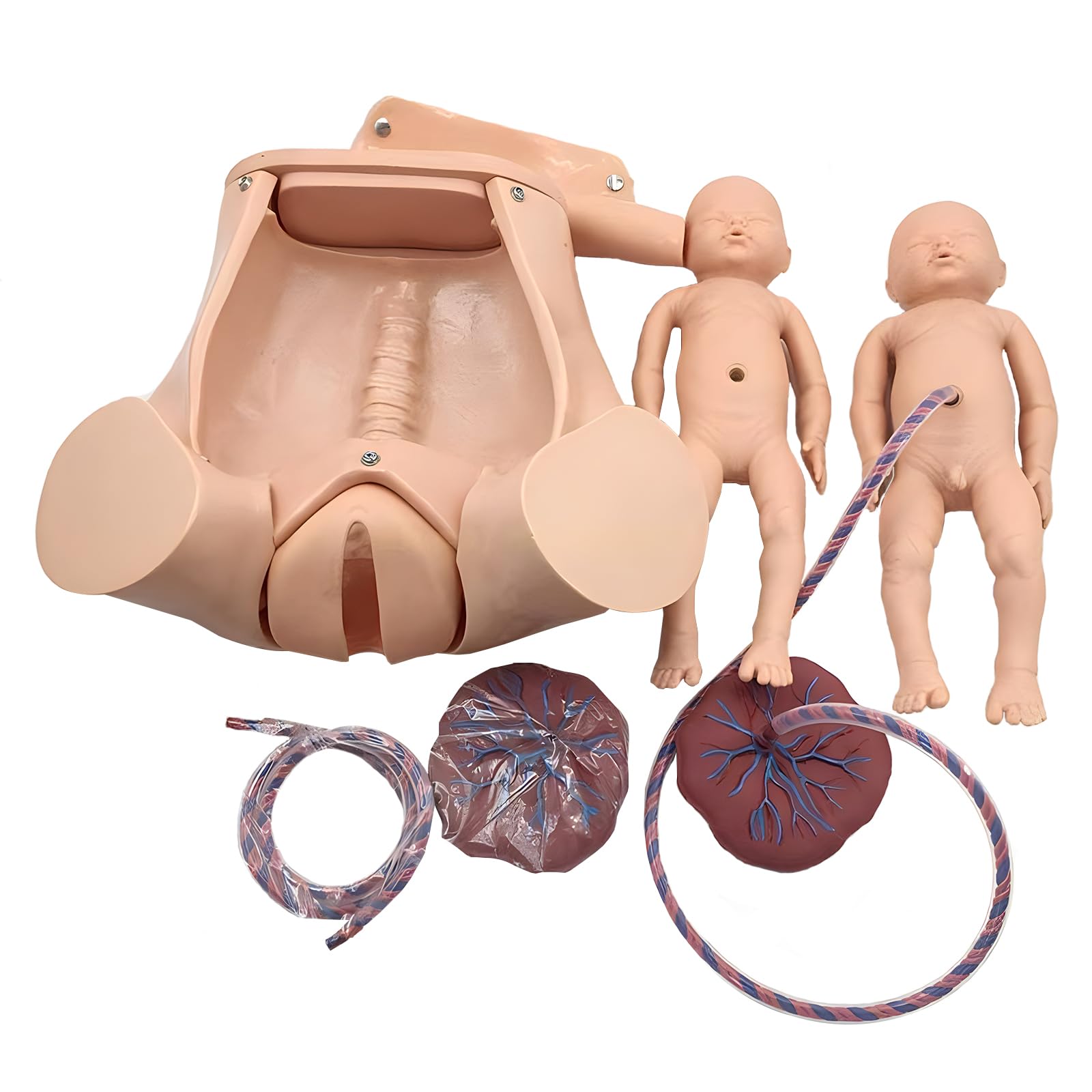 Childbirth Simulator Life Size Pelvic Anatomical Model Delivery Maternity Teaching Mold Includes Models of Baby Uterus Amniotic Sac