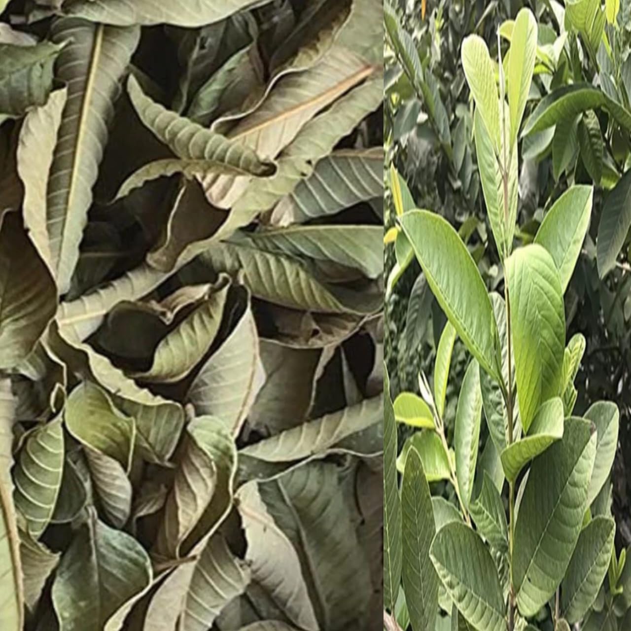 Organic - Guava Leaves, 250g, Amrud Ke Patte, Dry Guyava Leaf-image-24
