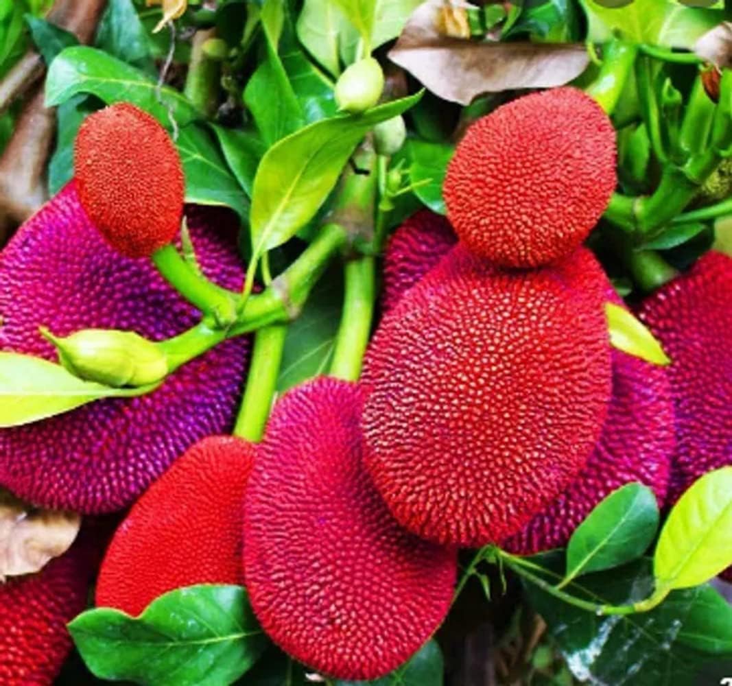 PLANT EXOTIC |RED JACK FRUIT "thailand-Grafted Jackfruit-plant" Super Tasty Fruiting Variety Ayur Jack Vietnam Varika Live Outdoor Garden Plant All India Weather suitable Plant in Nursery grow Bags
