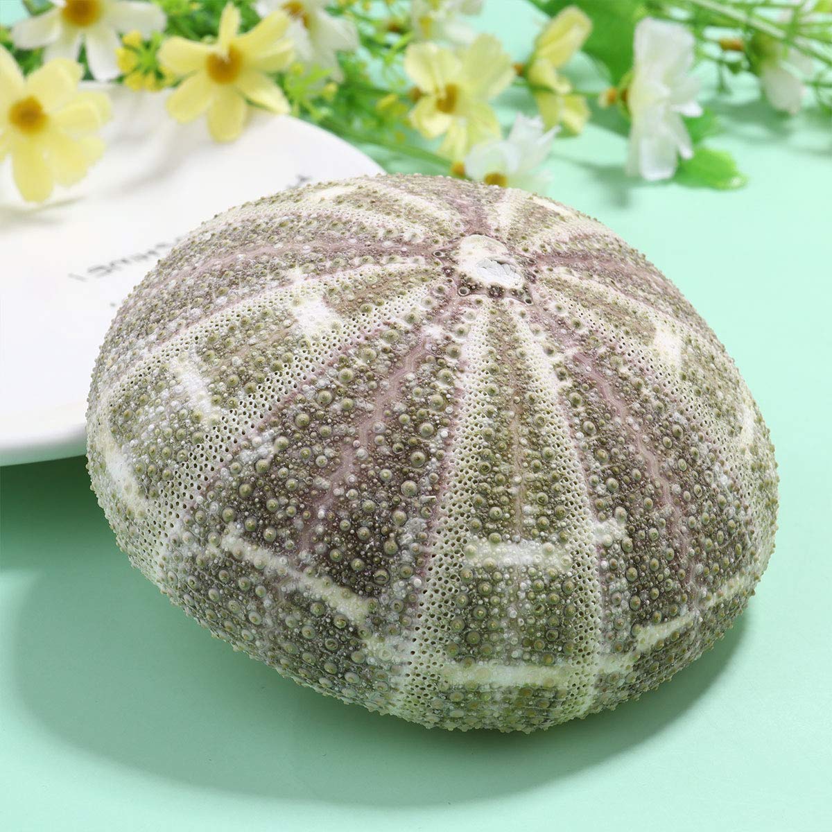 Garnetck - Conchiglia di riccio secca al mare, decorazione, decorazione per la casa, tema, spiaggia, feste, decorazione per matrimonio, supporto per piante d'aria, 2 pezzi