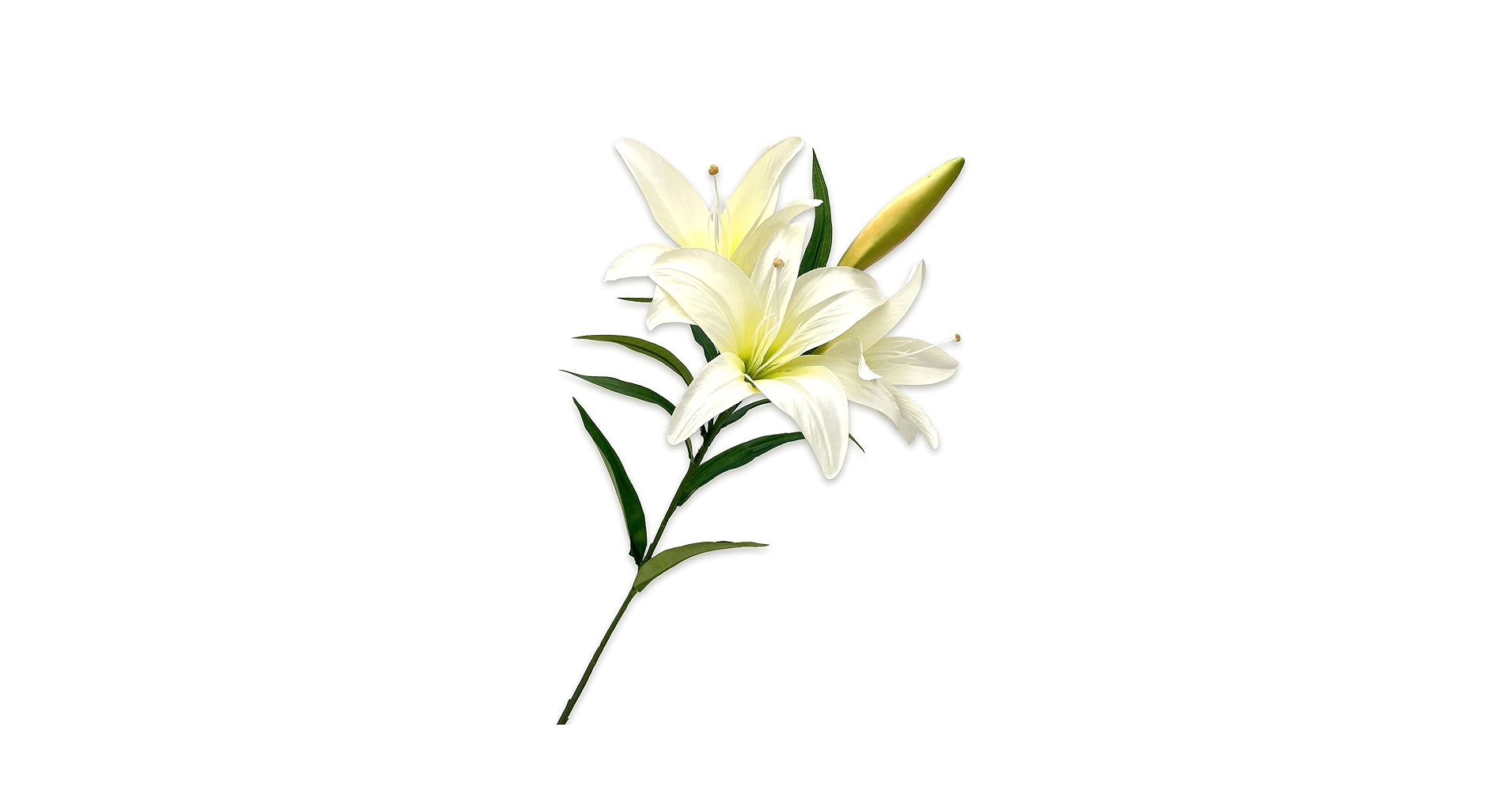 額入りの百合の花です。お気に入りの作品 楽天市場】今季開花終了しております。人気種の百合2025年母の日