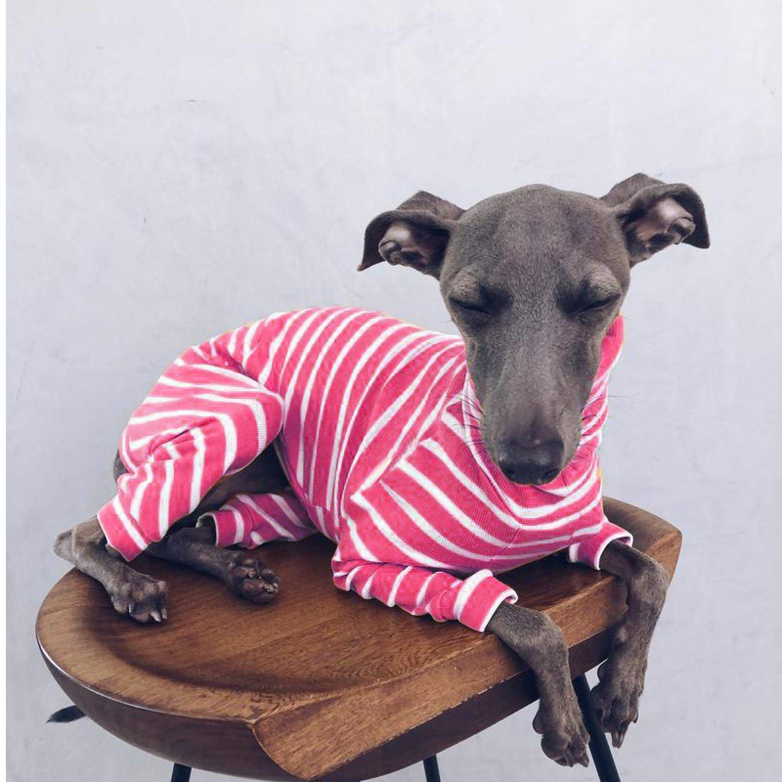 犬服 S わんこの普段着アメグラ青