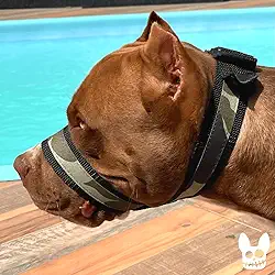 A Melhor Focinheira Pet Do Mercado A Mais Confortável E Segura (G)