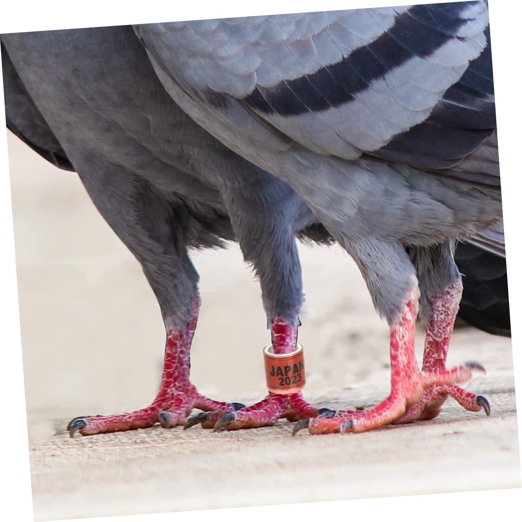 HANABASS 400piezas Anillos De Identificación para Palomas De Anillas para De Aves Aleatorios Duraderos y Ligeros para Gestión De Aves y Competiciones