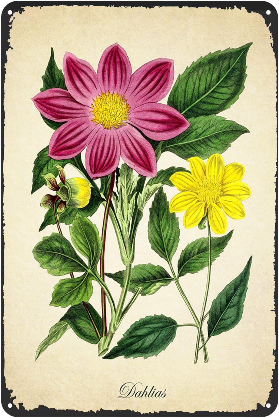 Kisoyo Tin-11 Vintage Metal Tin Sign Dahlia Botanical Print Vintage Natural History Art Aluminum Sign For Home Coffee Dining Room Wall Decor 12X16 Inch Plaque Tin Sign