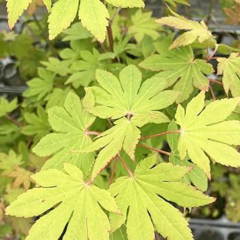コハウチワカエデ/ 494 Amazon | コハウチワカエデ 苗木 4号 1鉢 小羽団扇楓