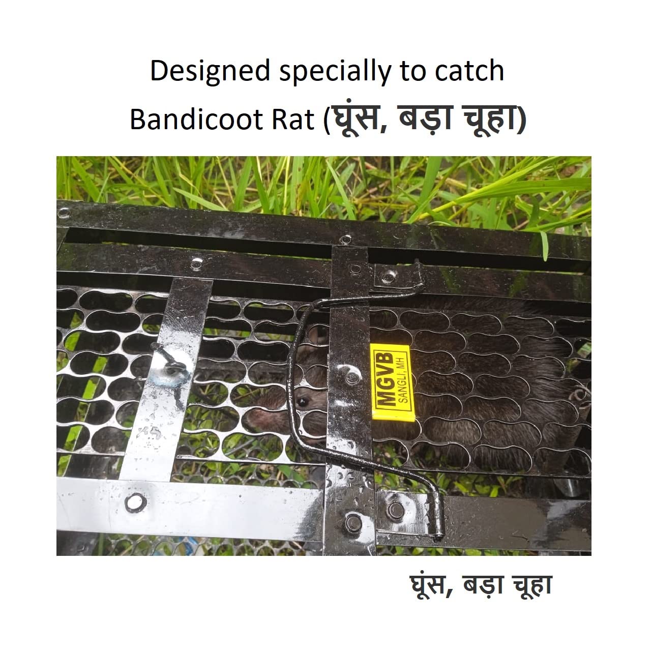 MGVB (13X8X6 inch) Big Bandicoot Rat Ghoos Rodent Mouse Trap Cage Hand Made for Agriculture and Garden Patio 1