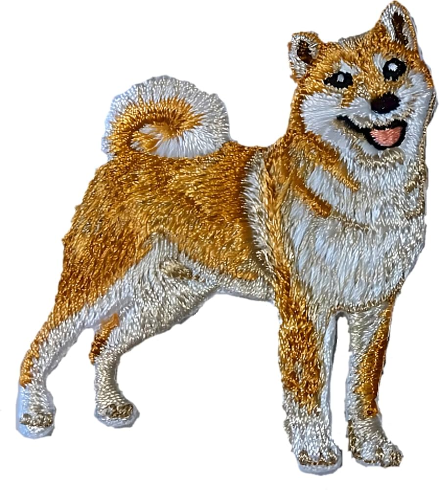 柴犬(茶色)☆ かんわいい〜🥰❤️ #柴犬 #しばいぬ #しば #柴 #shiba