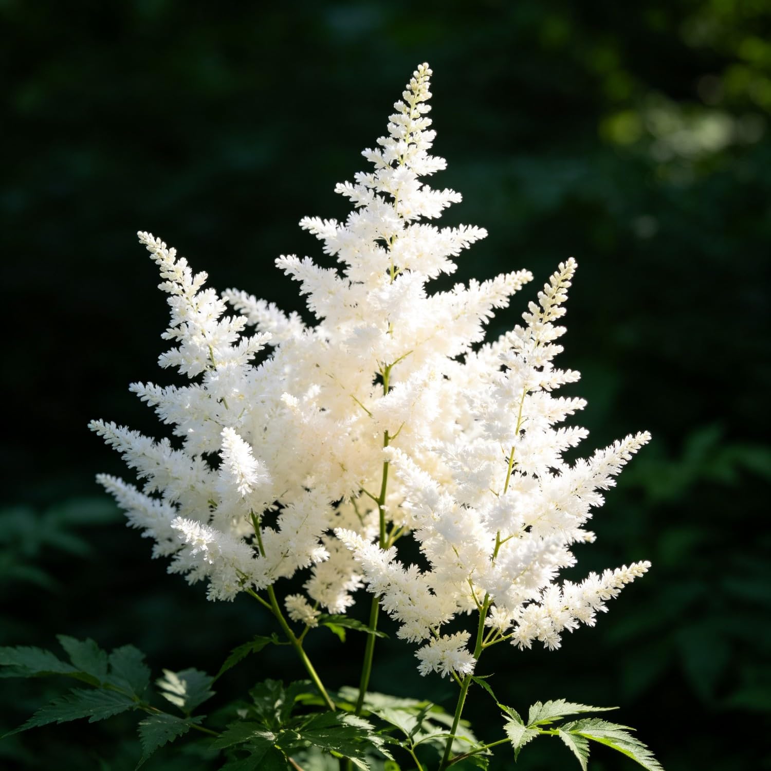 Mix Astilbe Seed-Hardy,Perennial herb,Excellent Display Indoor,Garden