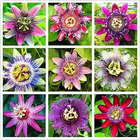 Passion Flower Seeds: Unleash Captivating Blooms with Our Mix of 50+ Seeds